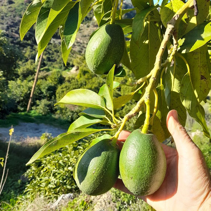 Imagen relacionada a fruto de Aguacate Bacon