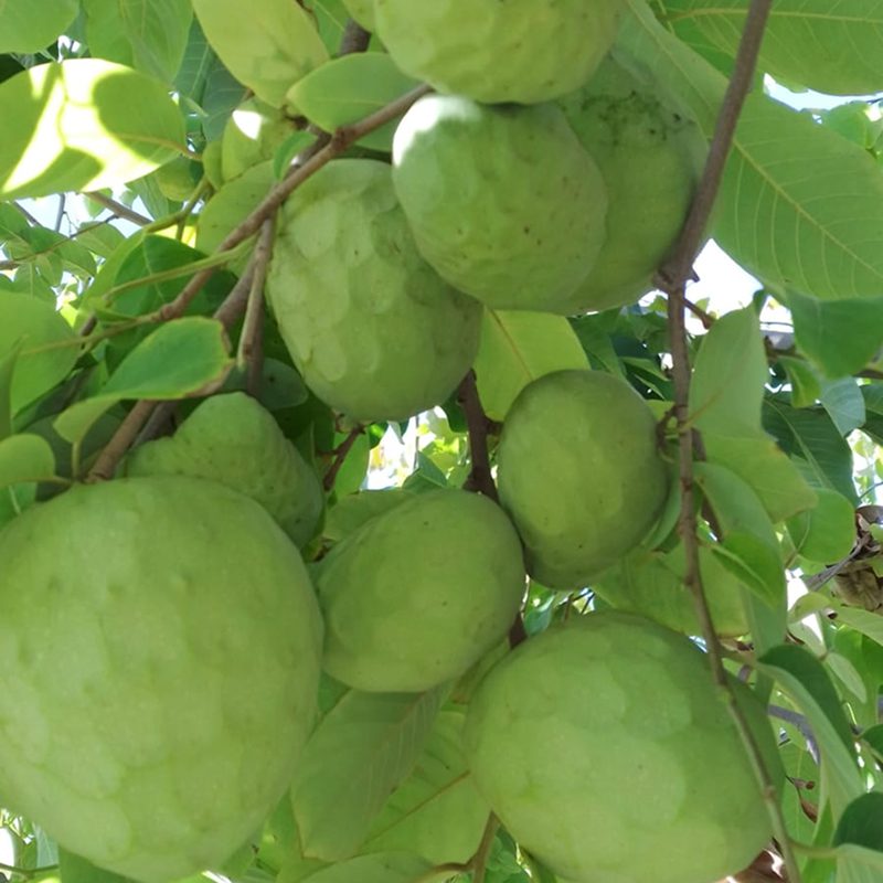 Imagen relacionada a frutos de chirimoya